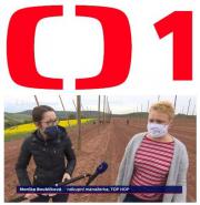 Koronavirus: Reportáž ČT o výpomoci výčepních se zapichováním chmelovodů