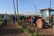 Praktická ukázka řezu chmele ŽPČ na Stekníku